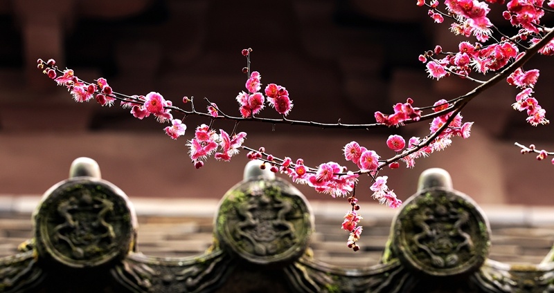 Plum blossoms shade the eaves of an ancient temple