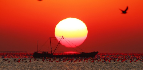 Rizhao: Crimson sunrise illments fishing fleet in coastal harvest