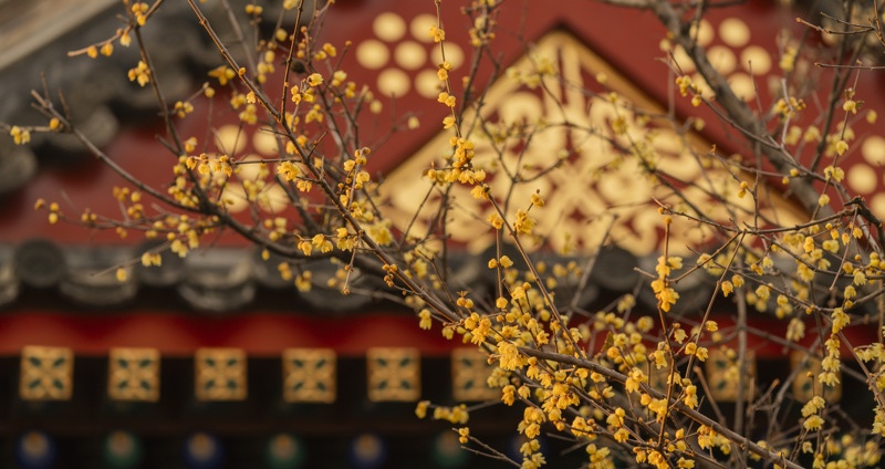 Wintersweet flowers bloom with red walls as background