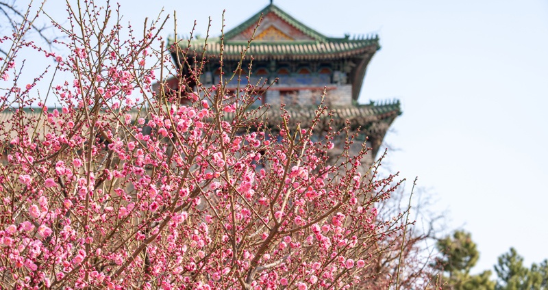 Plum blossom at Ming City Wall Ruins Park