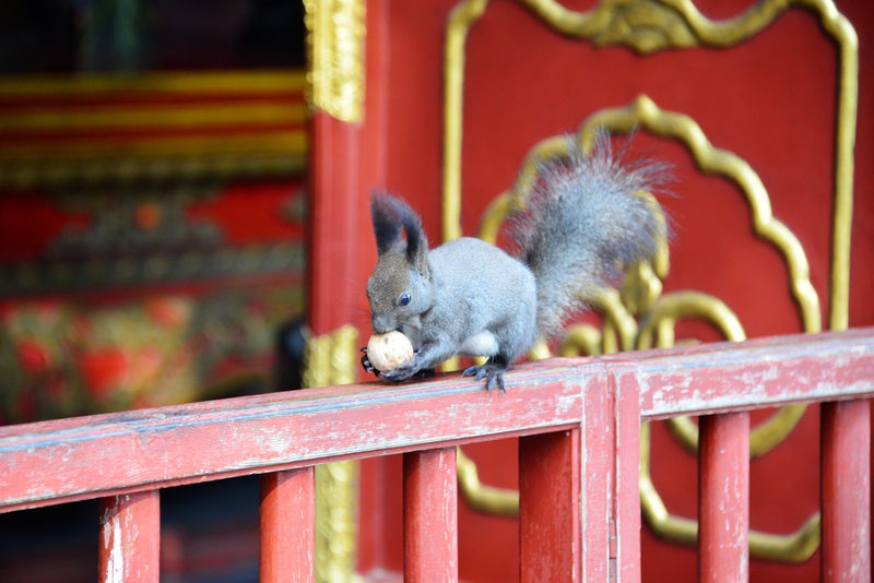 Beijing: A squirrel is raiding pilgrim offerings