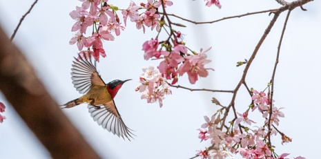 Fuzhou: Cherry blooms paint the sky in pastel hues as birds dance among blossoms to herald spring