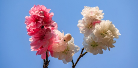 Two-hued peach blossoms illuminate Suburban Wildness Park