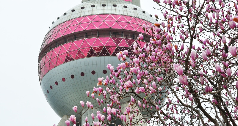 Purple magnolias bloom, with the Oriental Pearl Tower as background