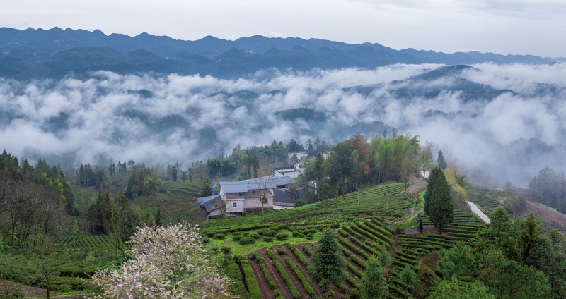 Spring tea leaves are being picked in Enshi