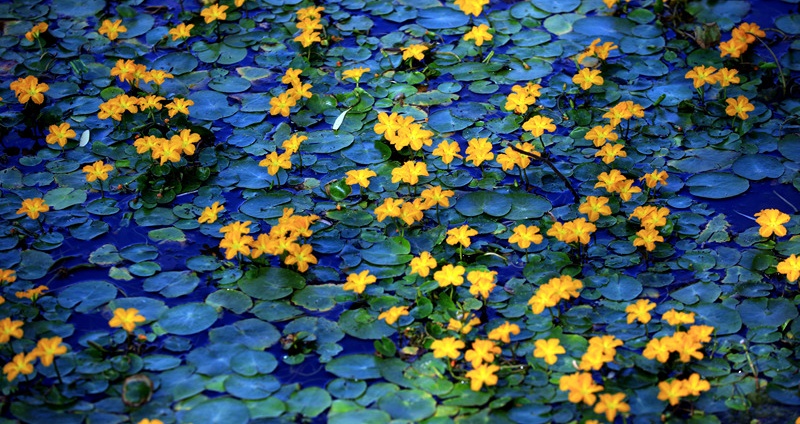 Water fringe flowers in bloom, a living oil painting