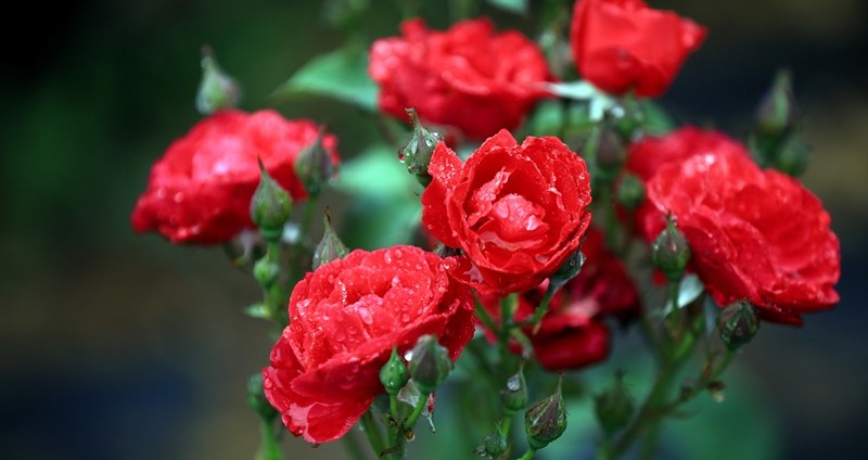 Rain moistens flowers in a classical garden in Huaian