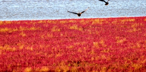 Coastal wetland "draped in red"