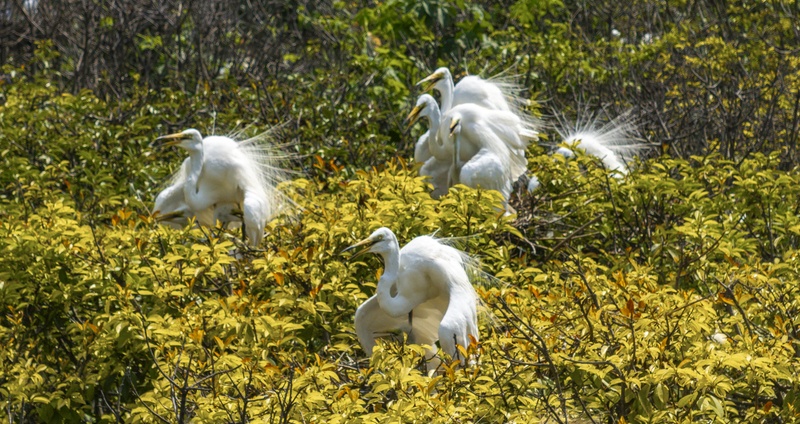 Parent egrets shade their chicks from the sun with their wings