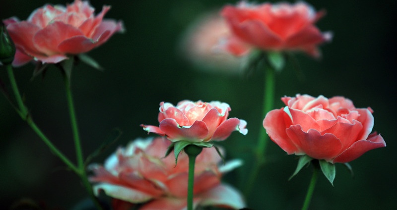 Chinese roses in Chuxiu Garden burst into bloom on Minor Heat