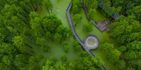 50,000 square meters duckweed creates therapeutic "Matcha Forest"