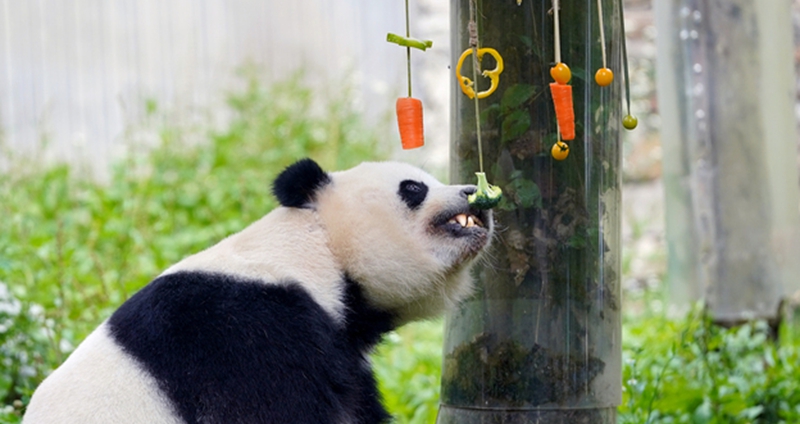 Giant pandas celebrate birthday with lavish feast