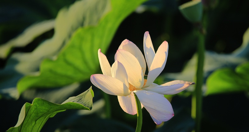 Lotus flower in its blooming season
