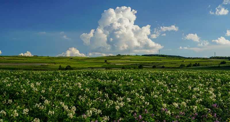 Potato flowers blooming in Lijiang