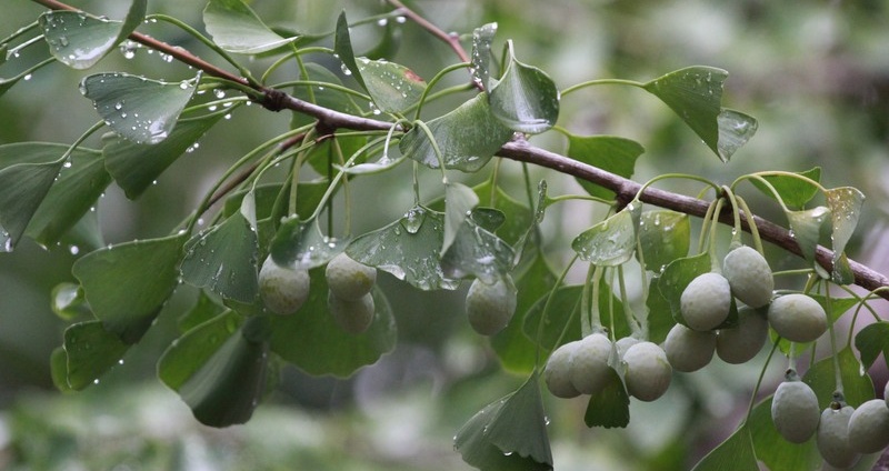 Ginkgo fruits adorn branches after summer rain
