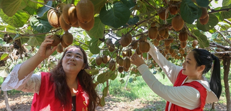 The kiwifruit harvest season has arrived