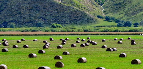 Hay rolls of lush pasture blanket the grassland