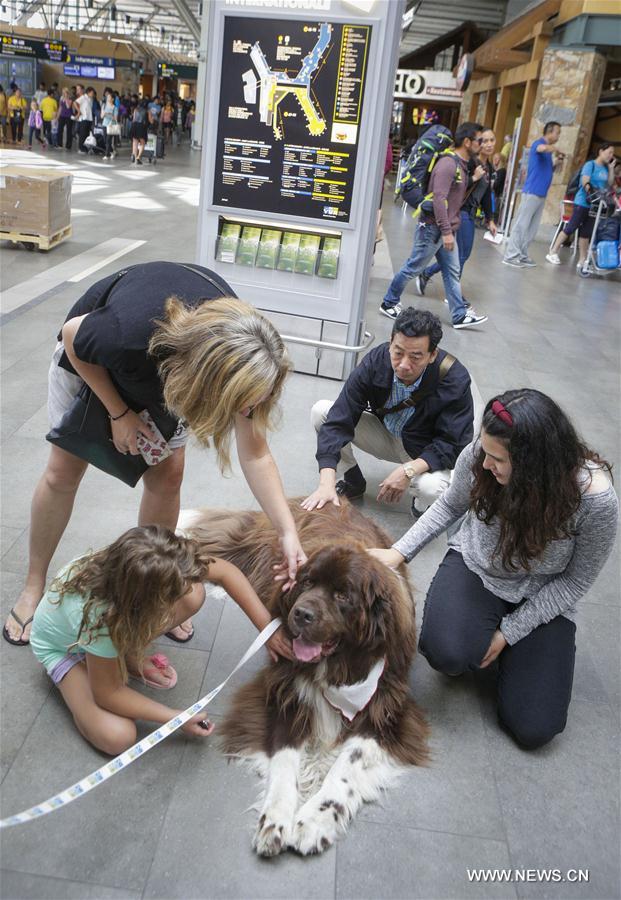  Discover the Ultimate Guide to Traveling with Your Furry Friend: Southwest Airlines Pets in Cabin