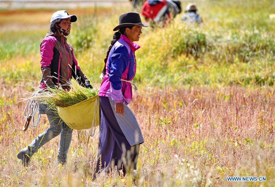 CHINA-TIBET-HERBAGE-HARVEST (CN)