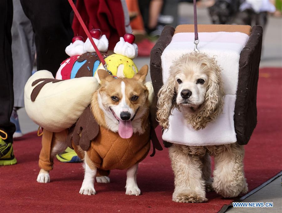 17th annual Haute Dog Halloween Parade held in California_English__China Youth International