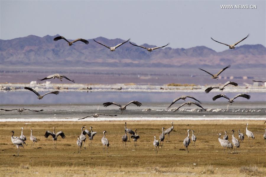Migratory birds seen at Lake Balikun in China's Xinjiang