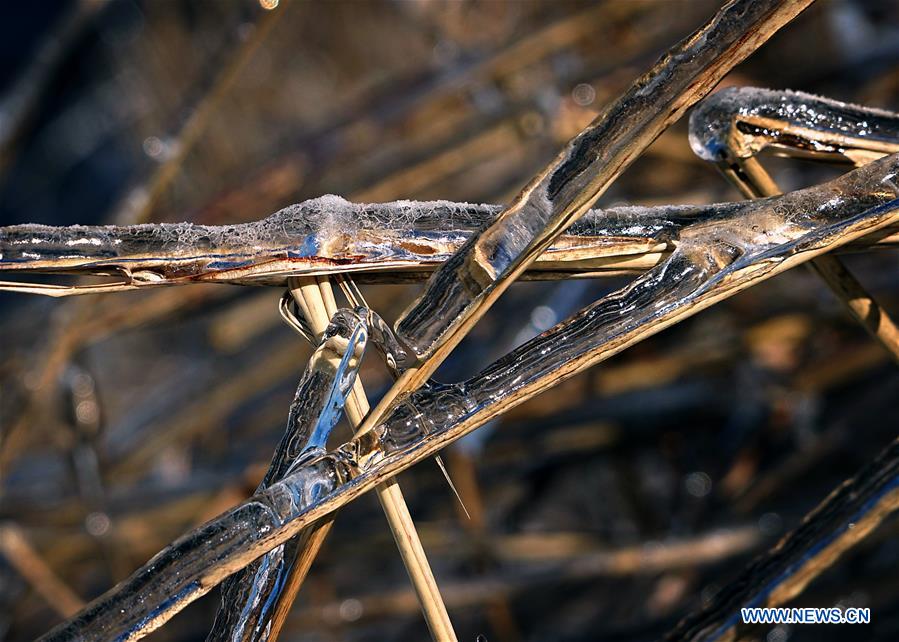 plants covered with ice seen in c chinas forest park