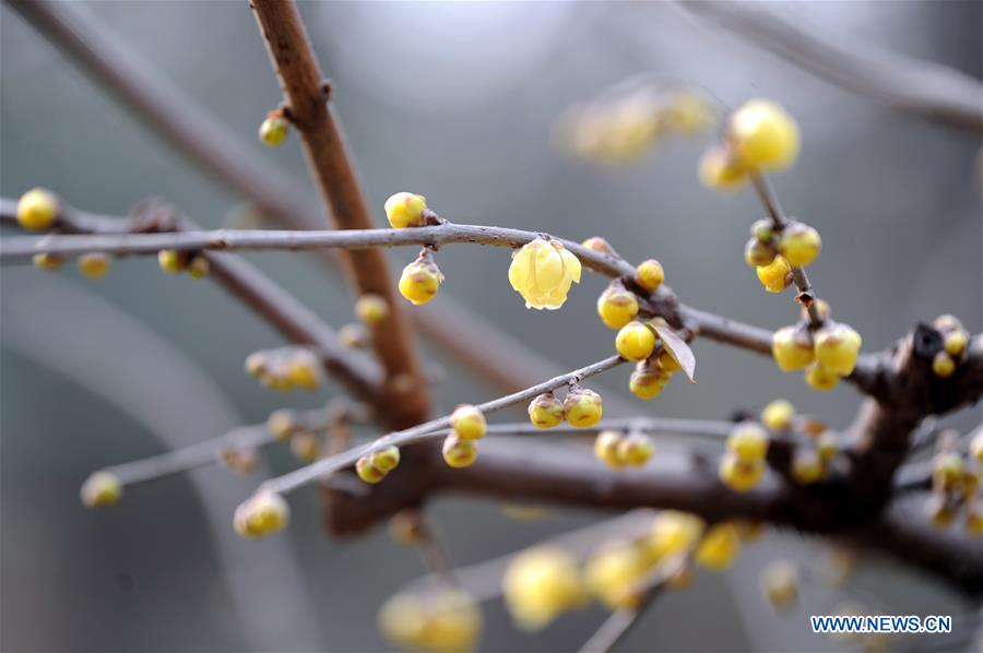 Wintersweet flowers seen in Xi'an, northwest China