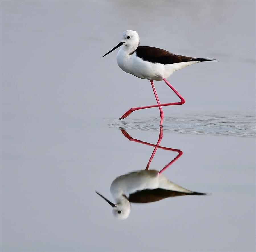 black-winged stilts seen on shoal in se chinas fujian