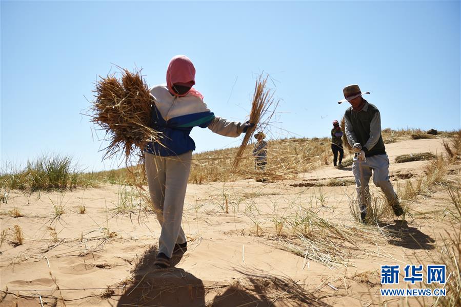 China’s wisdom in taming desertification