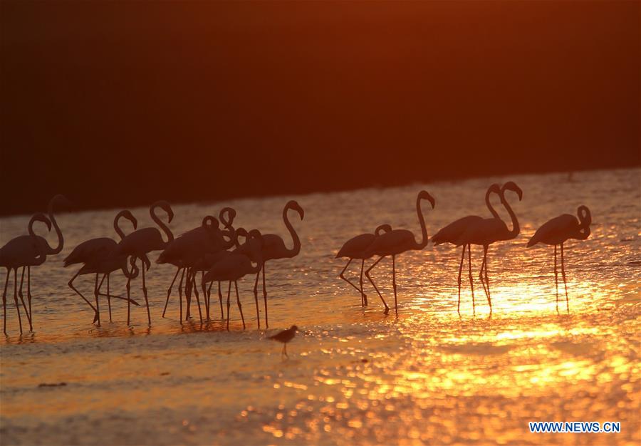 In pics: flamingoes at Lake Mogan in Ankara, Turkey
