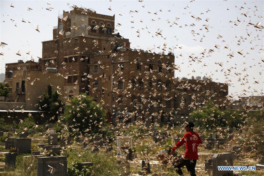 Desert locusts seen in Sanaa, Yemen