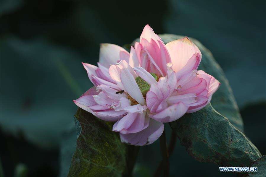 Lotus flowers at West Lake of Hanoi, Vietnam
