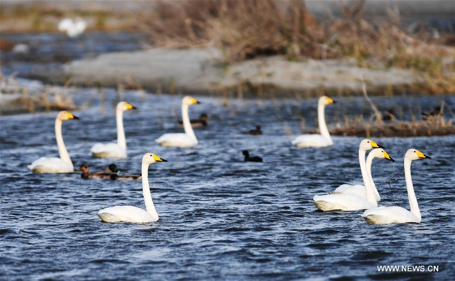 Number of migrant birds increases in Ulungur Lake National Wetland Park