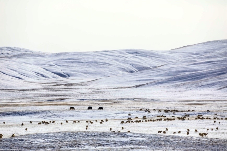 China’s Sanjiangyuan National Park becomes ideal home of Tibetan ...