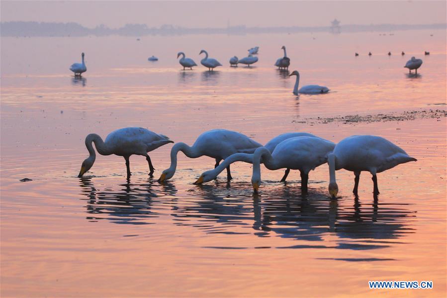 Swans pictured at lake in Shandong