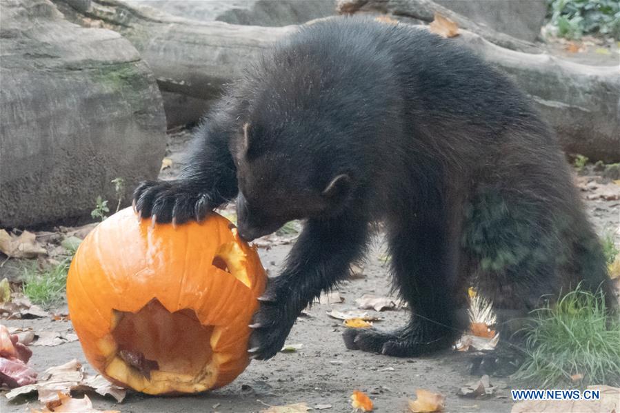 Animals eat Halloween pumpkins in Zoo Budapest and Botanical Garden