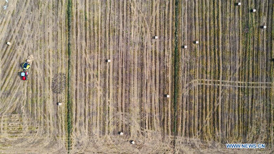 Recycling of rice straw conducted with ongoing rice harvest in E China ...