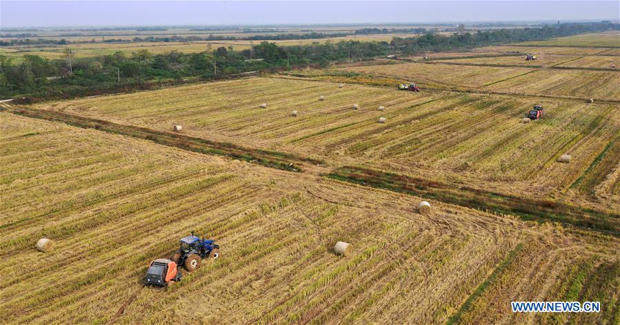 Recycling of rice straw conducted with ongoing rice harvest in E China ...