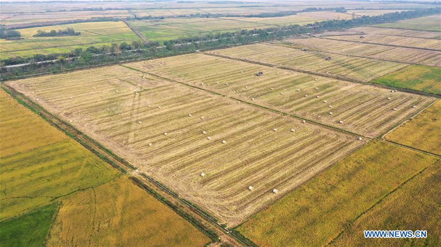 Recycling of rice straw conducted with ongoing rice harvest in E China ...