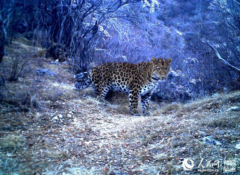 Wild animals frequently spotted along a river valley in Tibet, indicating improving biodiversity