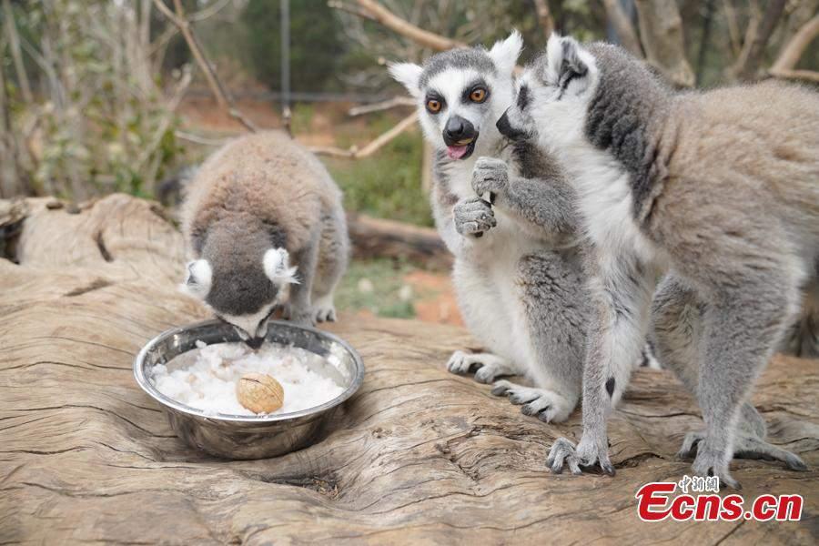 Animals enjoy speical congee for Laba Festival