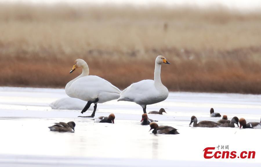 Migratory whooper swans winter in Sichuan