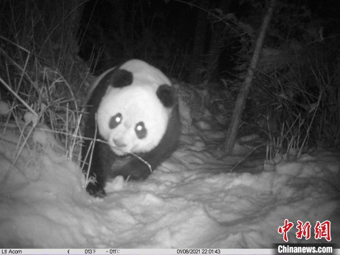 Giant panda activities frequently captured at a nature reserve in SW China
