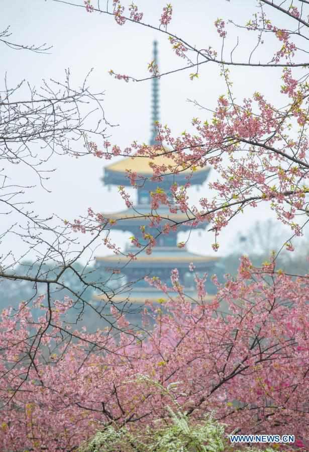 Cherry blossom park in Wuhan opens to public