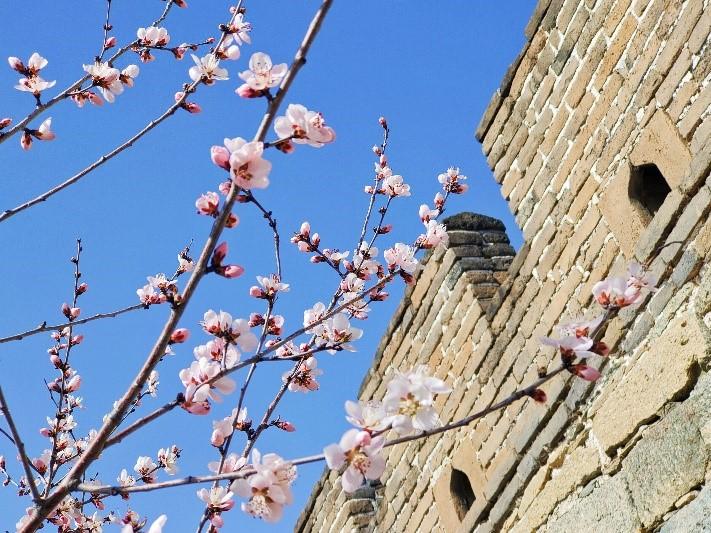 Peach flowers in full blossom at Mutianyu Great Wall
