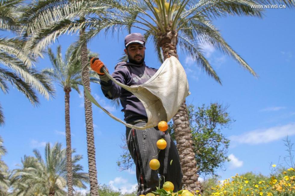 Orange harvest in central Gaza Strip