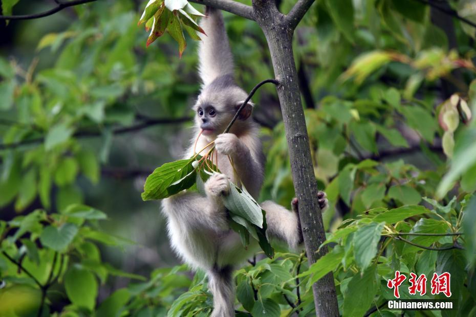SW China's Yunnan makes great efforts to protect wildlife species
