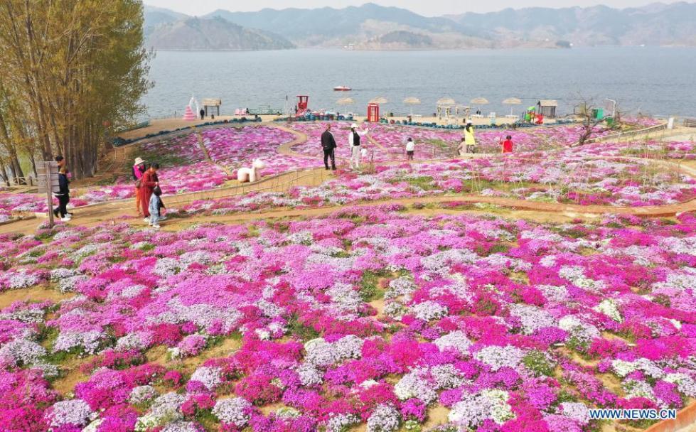 Moss pink flowers in full bloom in Heibei