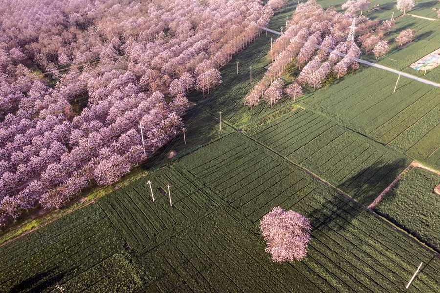 Lankao county in Central China's Henan embraces a sea of flowering Paulownia trees