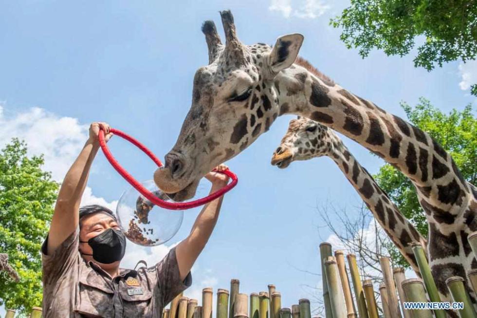 World Giraffe Day celebrated in Yongin, South Korea